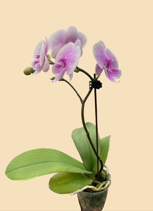 Pink Phalaenopsis Orchid