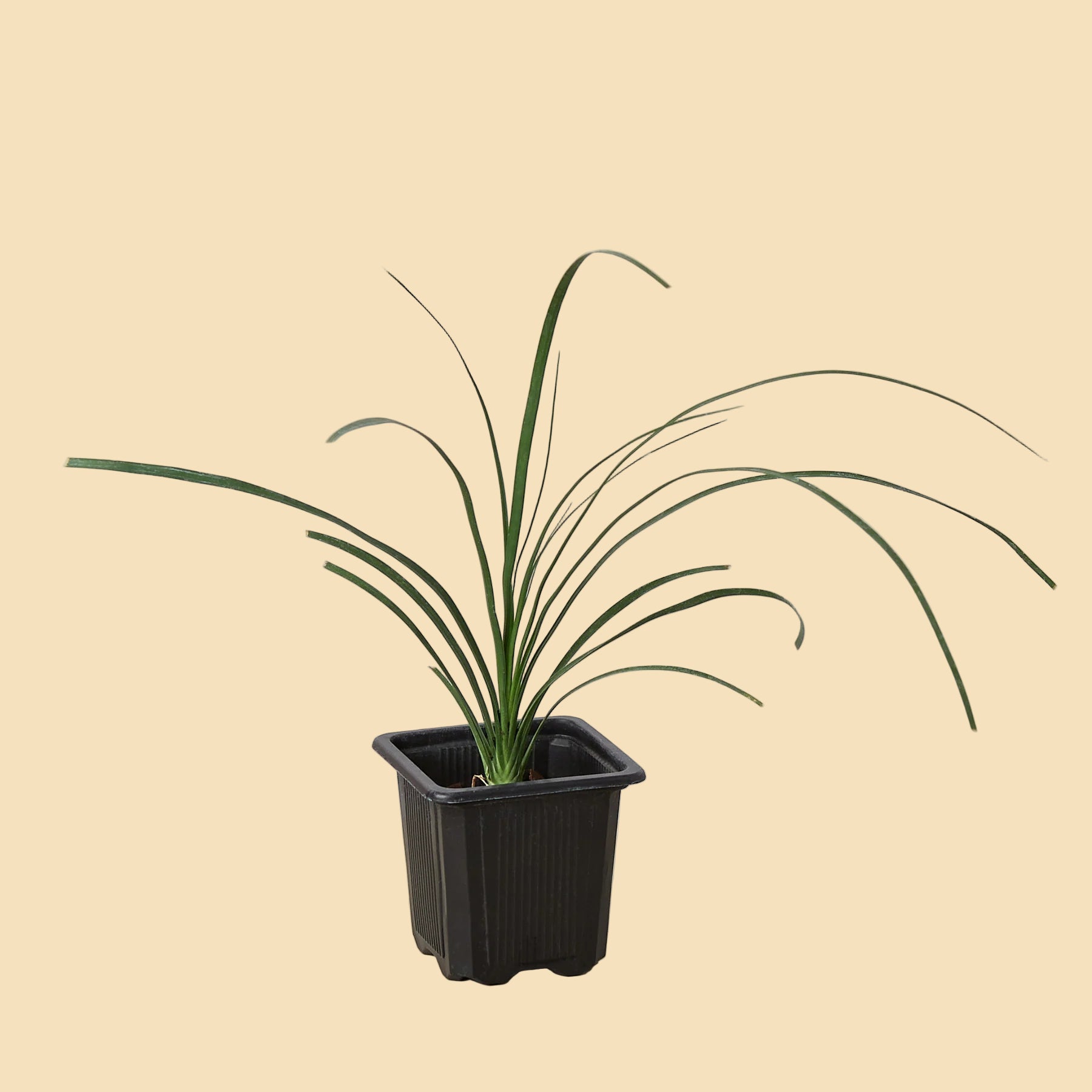 Extra small ponytail palm without a trunk in a black rectangular plastic pot. 