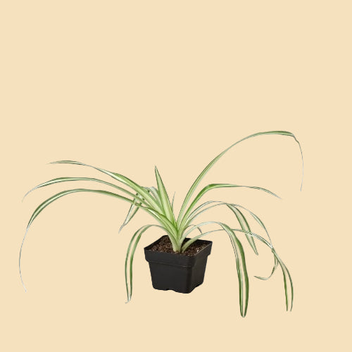 Spider Plant "Reverse"