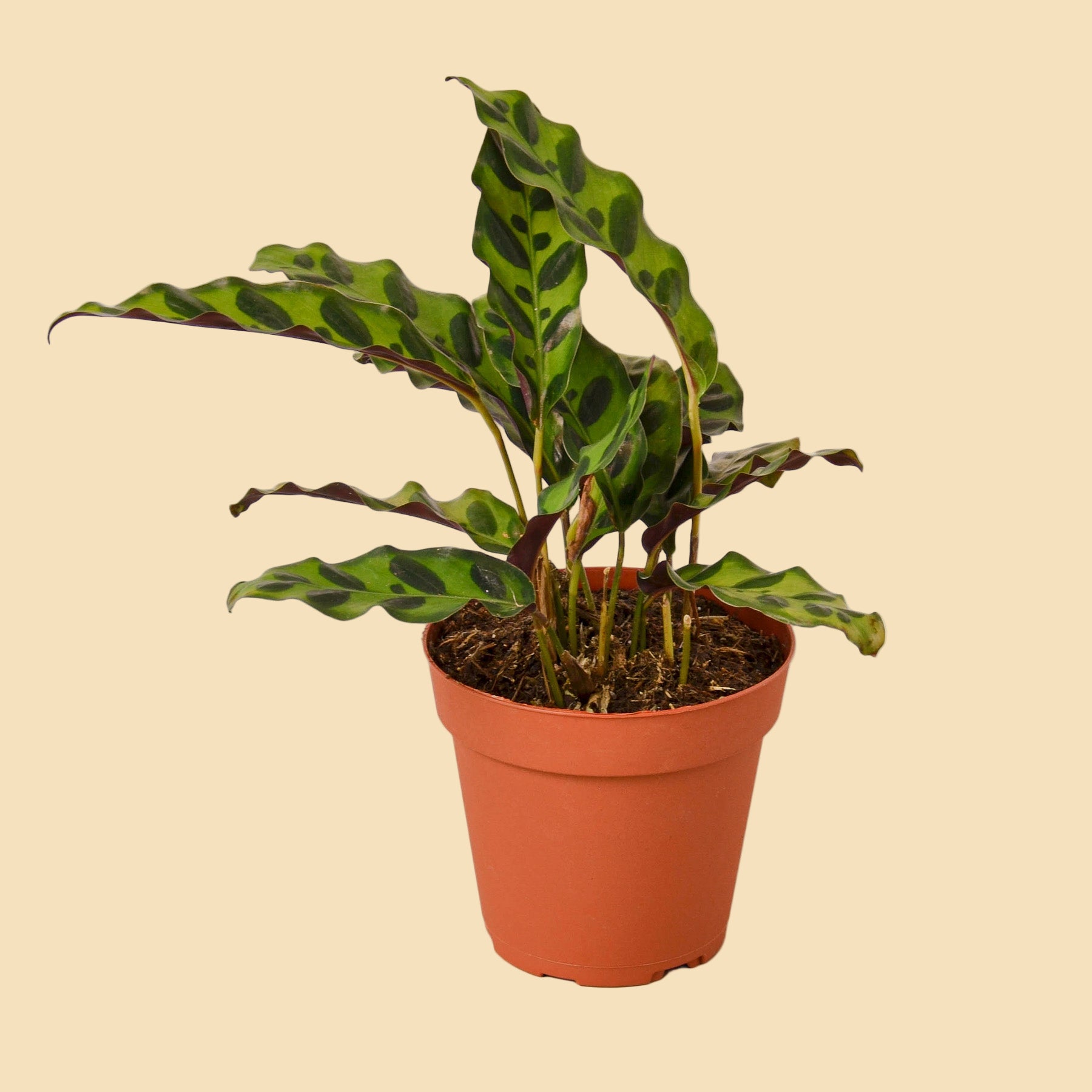 Potted plant with green leaves in an orange plastic pot.