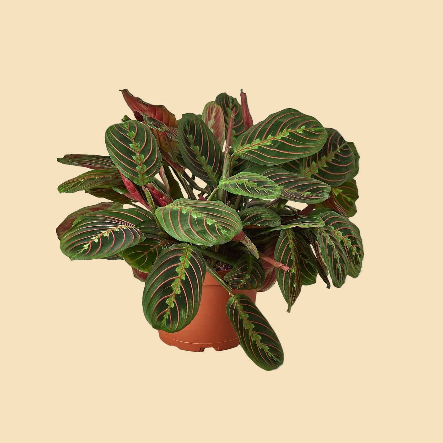 Red Prayer Plant (Maranta)