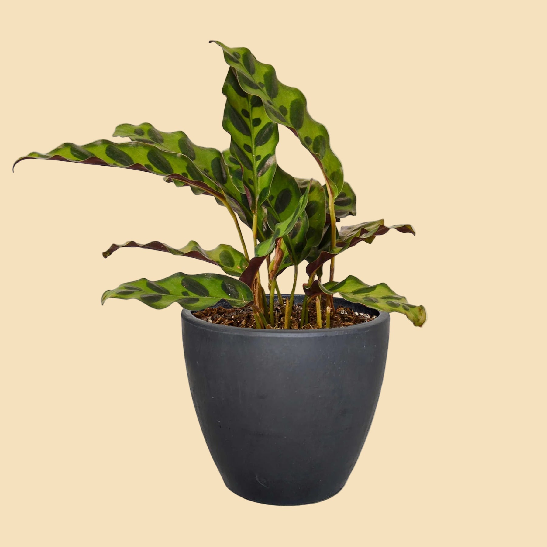Potted plant with green leaves in a black eco pot.