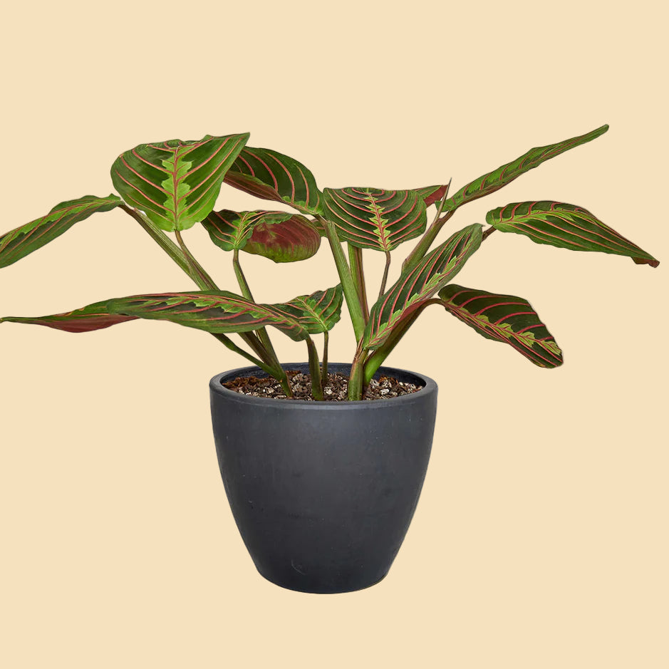 Red Prayer Plant (Maranta)