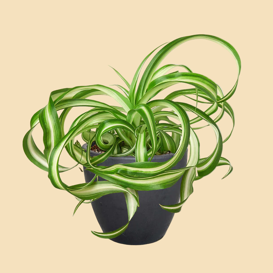 Spider plant with swirling green leaves potted in a black eco pot. 