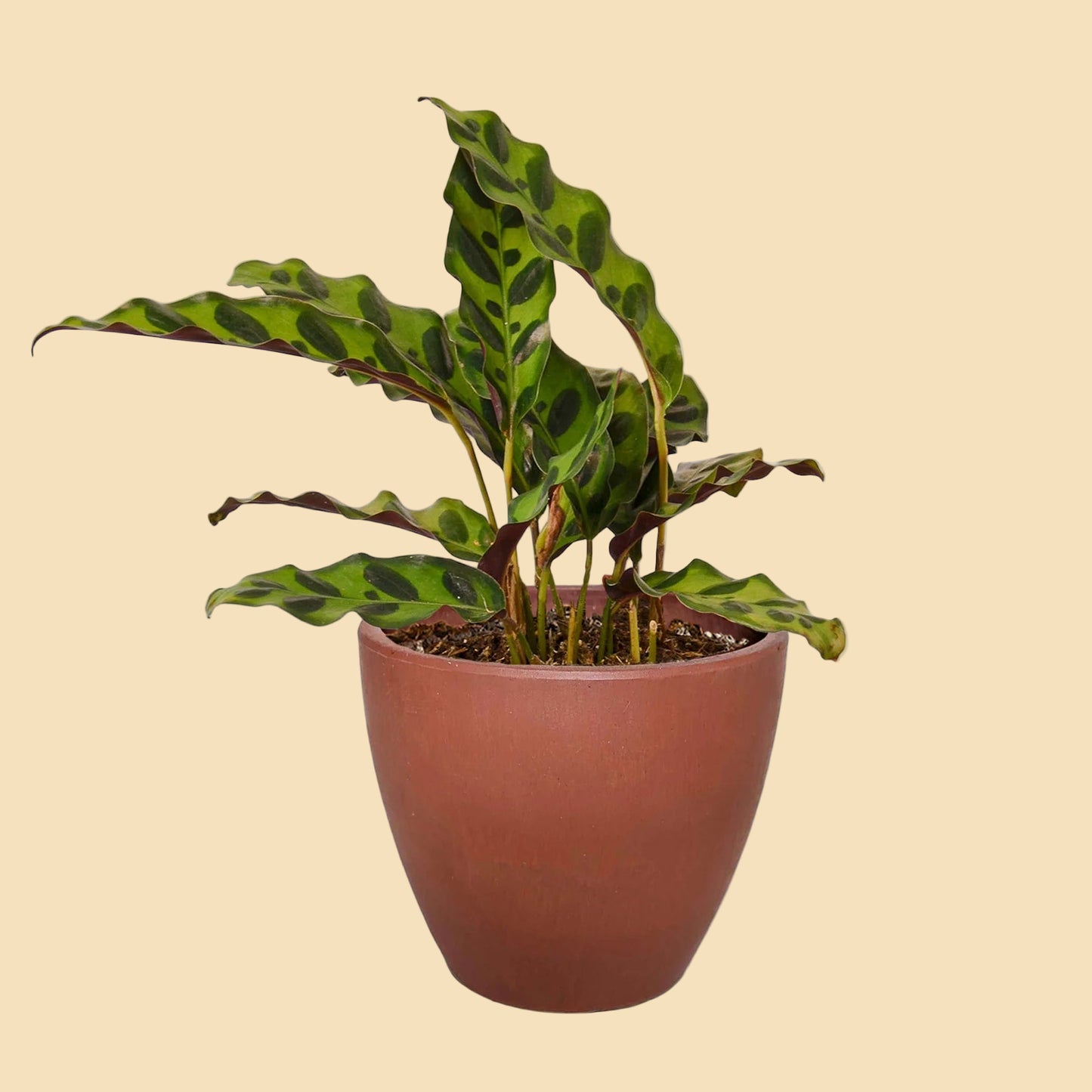 Potted plant with green leaves in a terracotta colored eco pot.