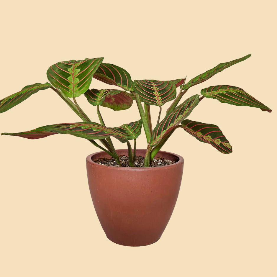Red Prayer Plant (Maranta)