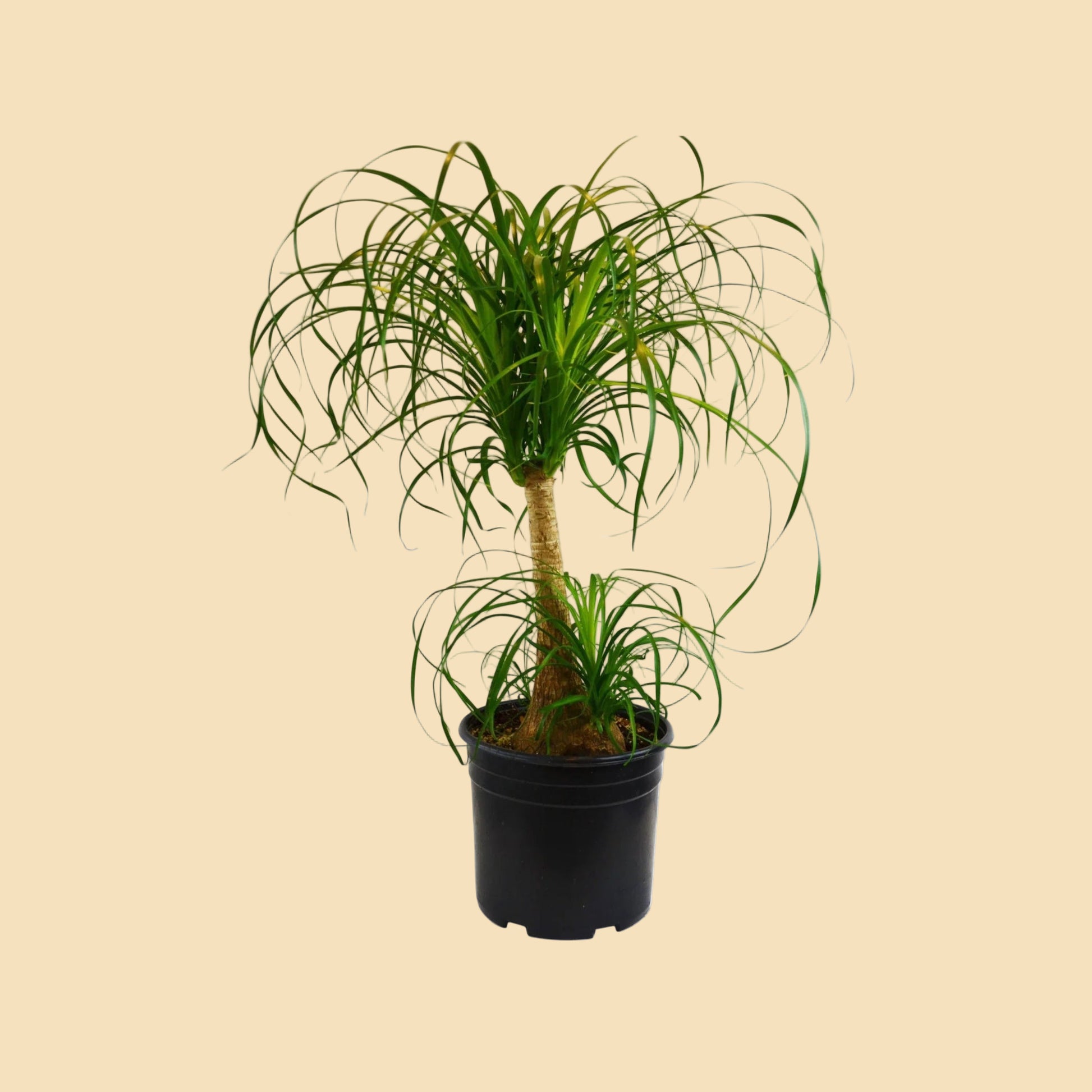 Large ponytail palm potted in black plastic grow pot.