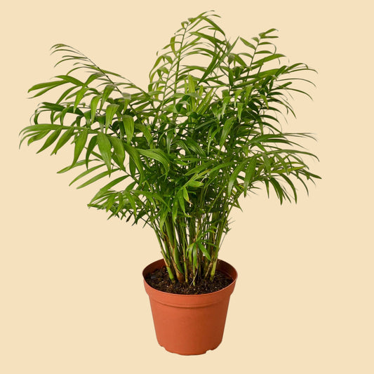 Lush green parlor palm potted in an orange grow pot. 