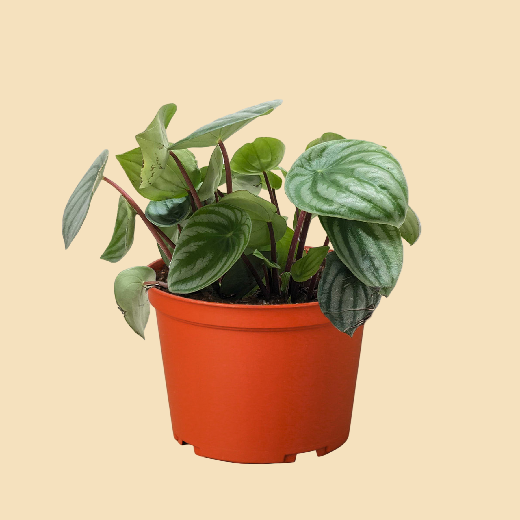 Potted plant with round leaves that look like watermelons.