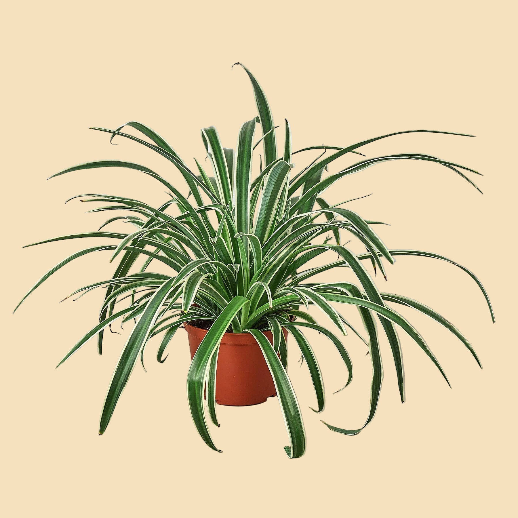spider plant cost Air-Purifying Spider Plant 'Reverse'
