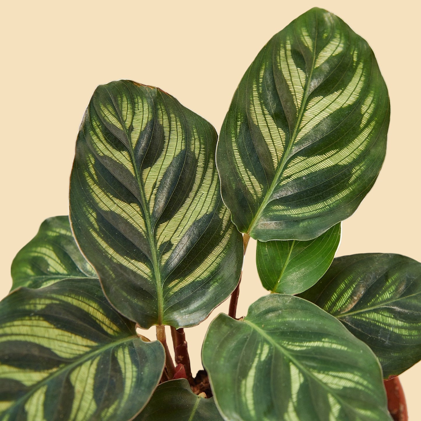 Closeup of green leafy plant with striped leaves on a white background
