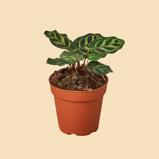Potted plant with variegated green leaves.