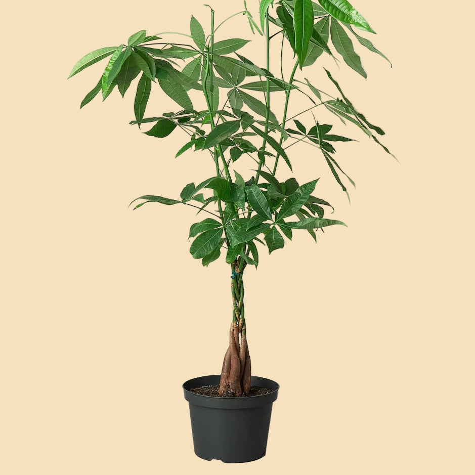 Large Braided Money Tree potted in a black plastic grow pot.