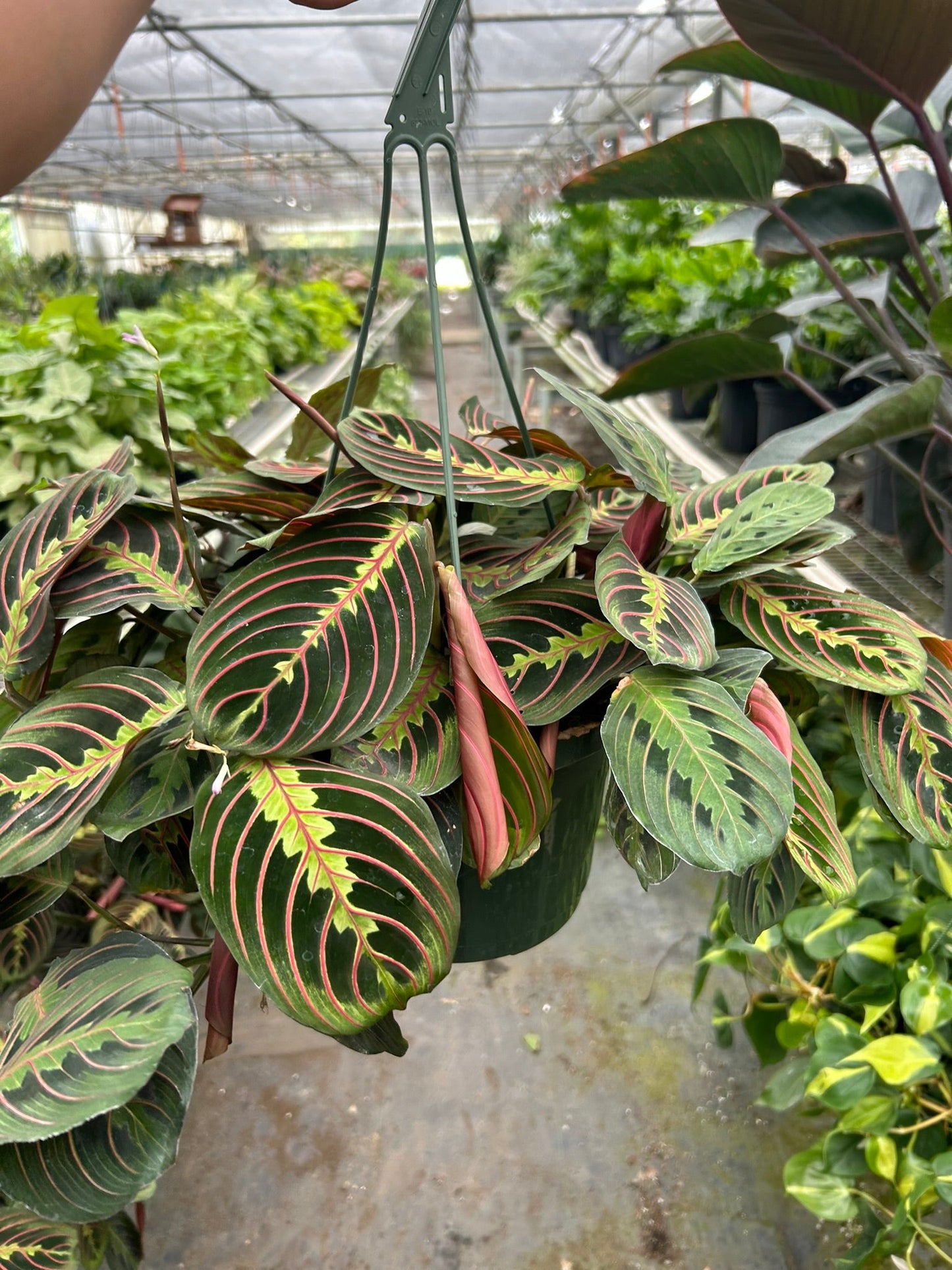 Red Prayer Plant (Maranta)