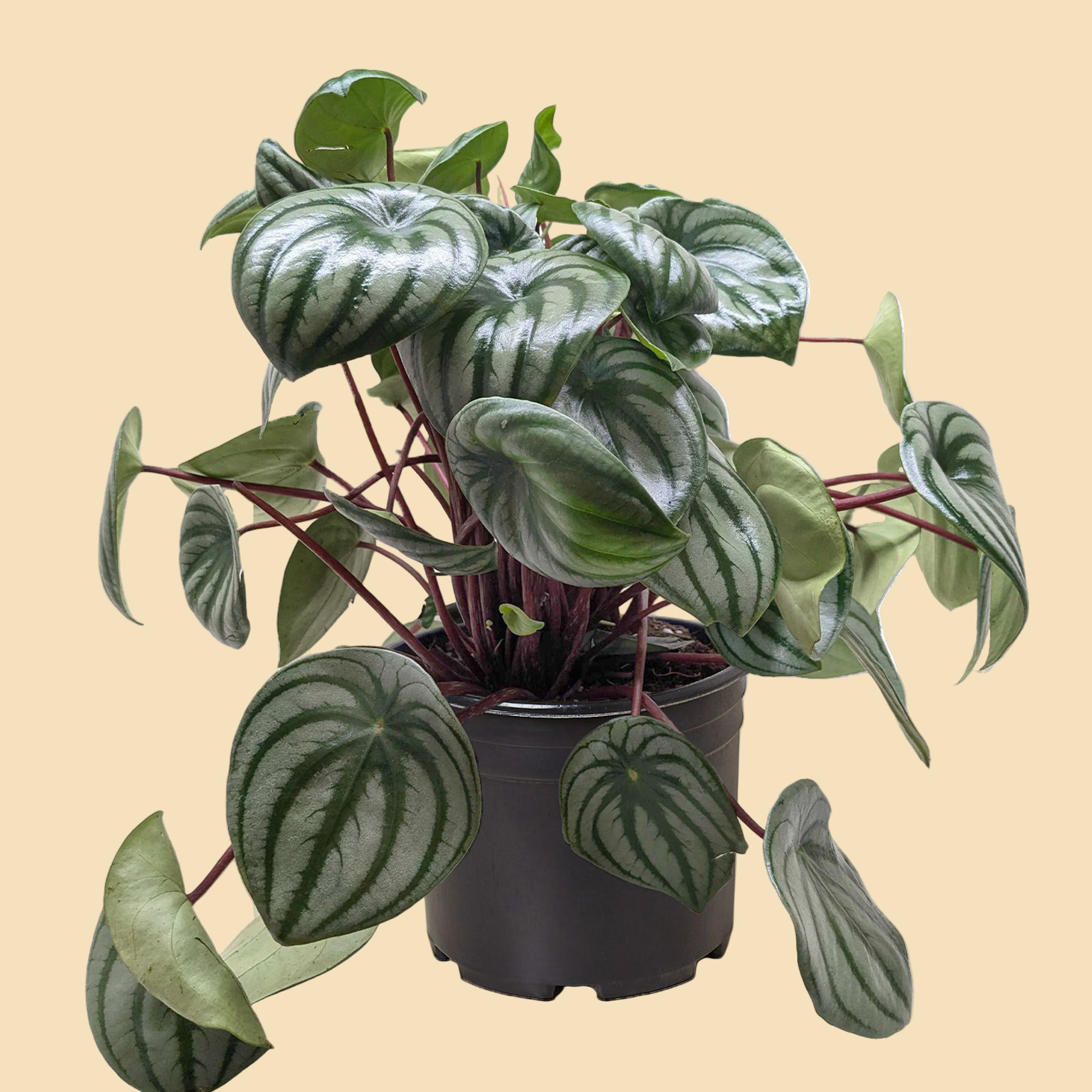 Lush potted plant with round leaves that look like watermelons.