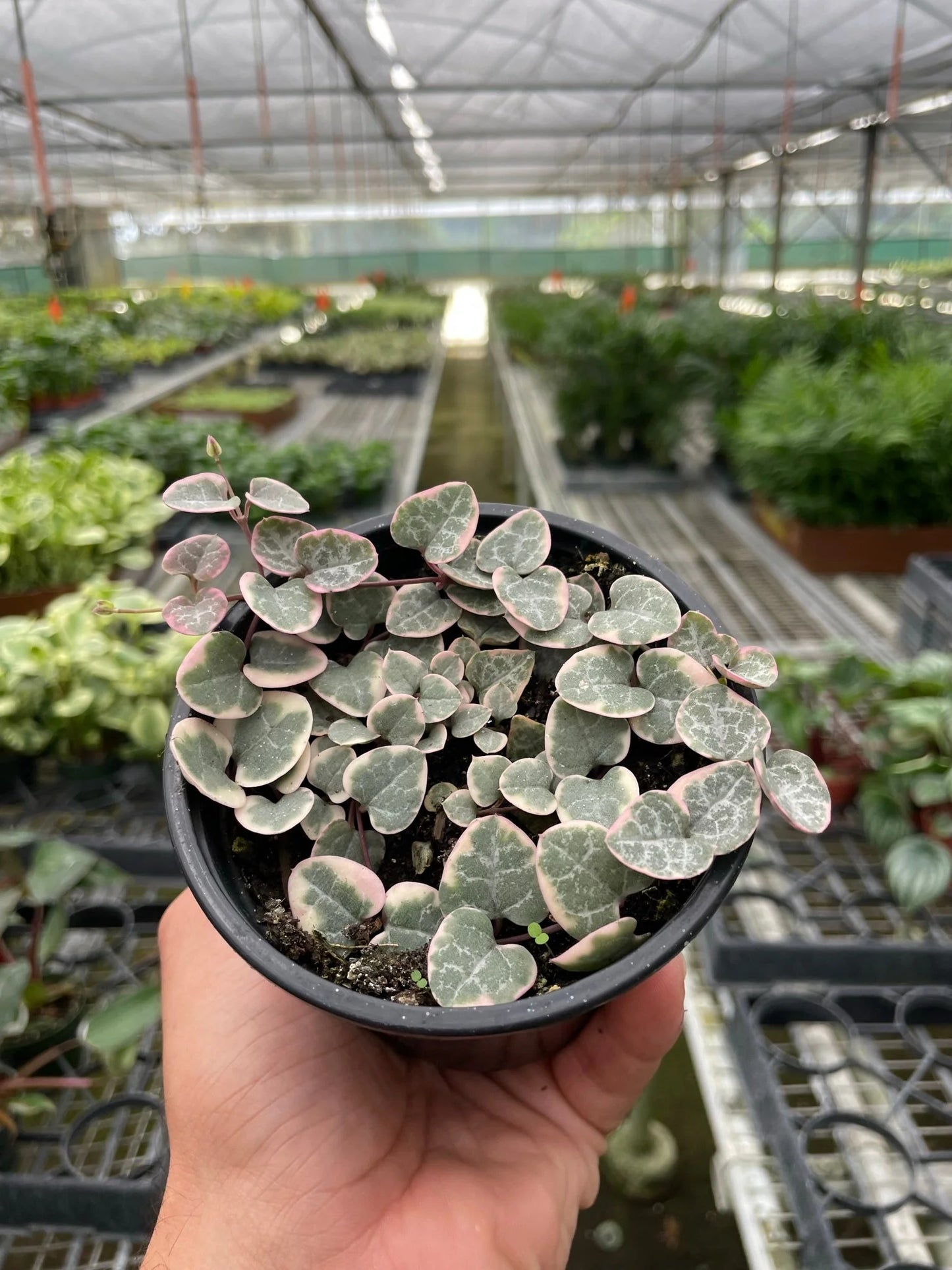 String of Hearts (Variegated)