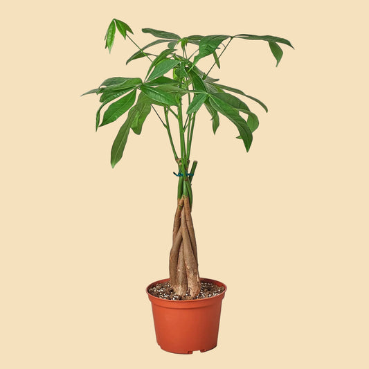 Braided Money Tree plant potted in an orange plastic grow pot.