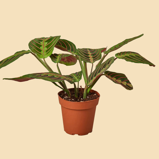 Red Prayer Plant (Maranta)