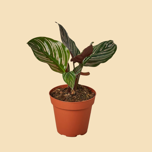 Potted plants with green leaves with white stripes.