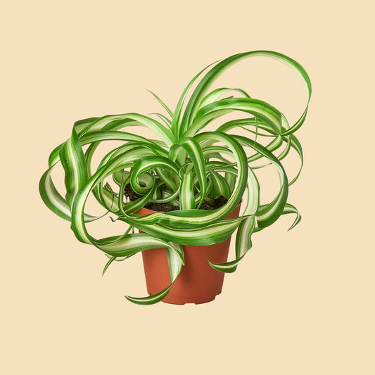 Plant with swirling curly green leaves potted in an orange grow pot.