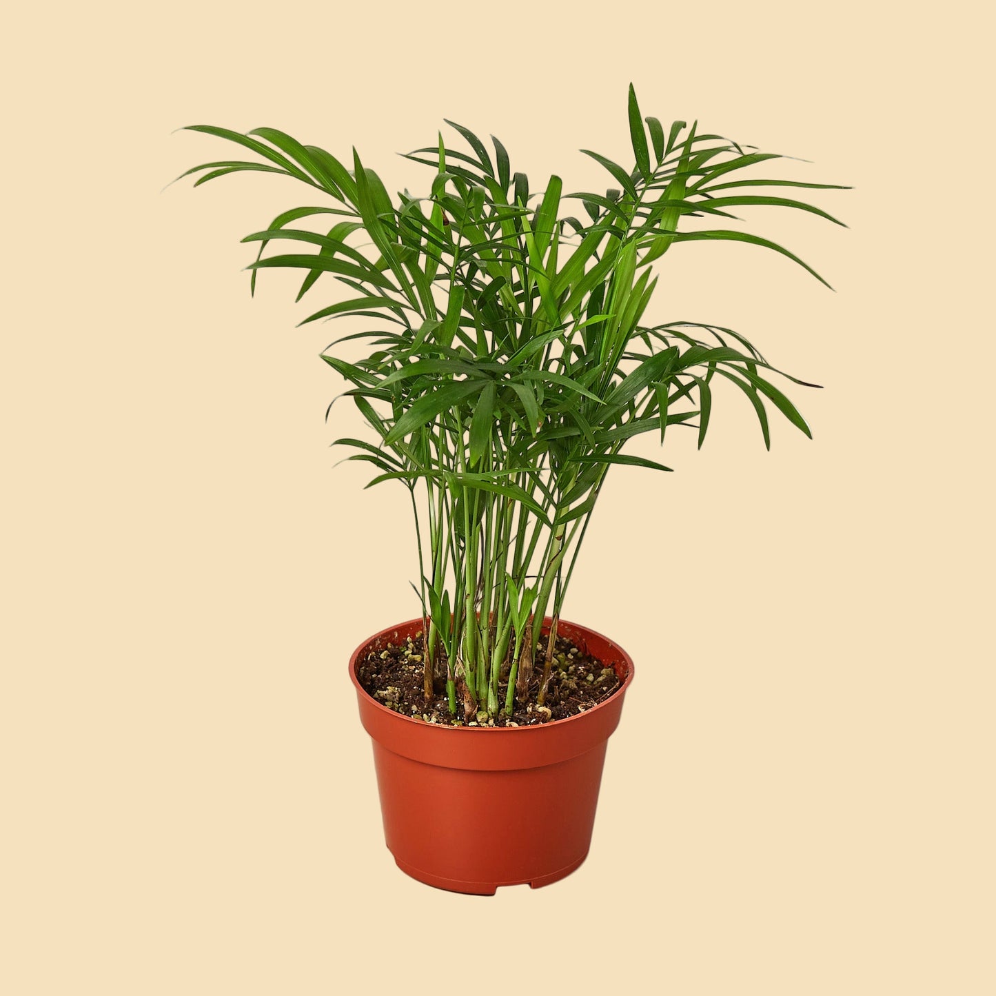Small green parlor palm potted in orange grow pot. 