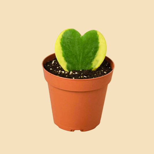 Hoya Sweetheart (Variegated)