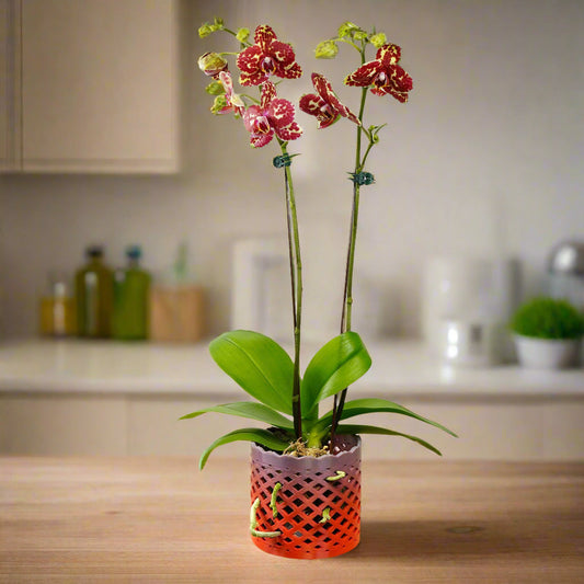Orchid Pot
