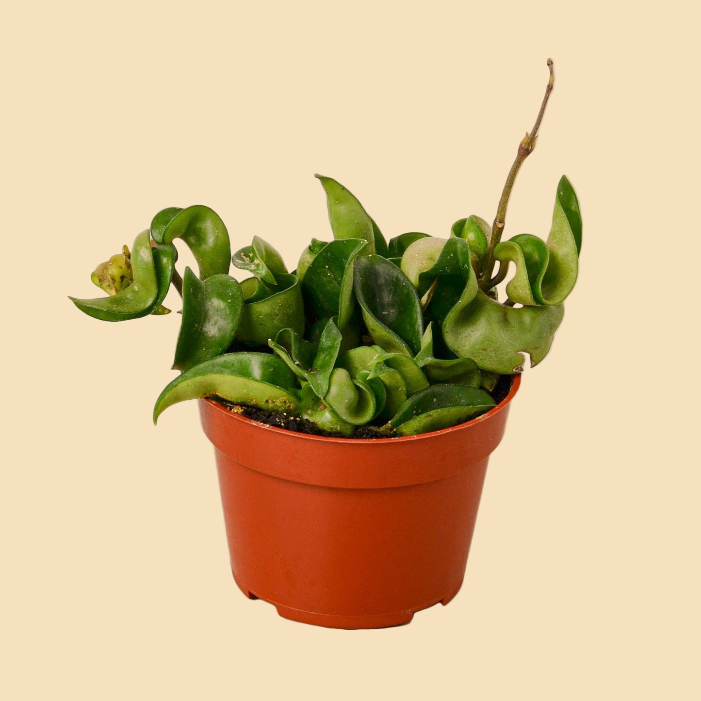Potted plant with green twisted leaves. 