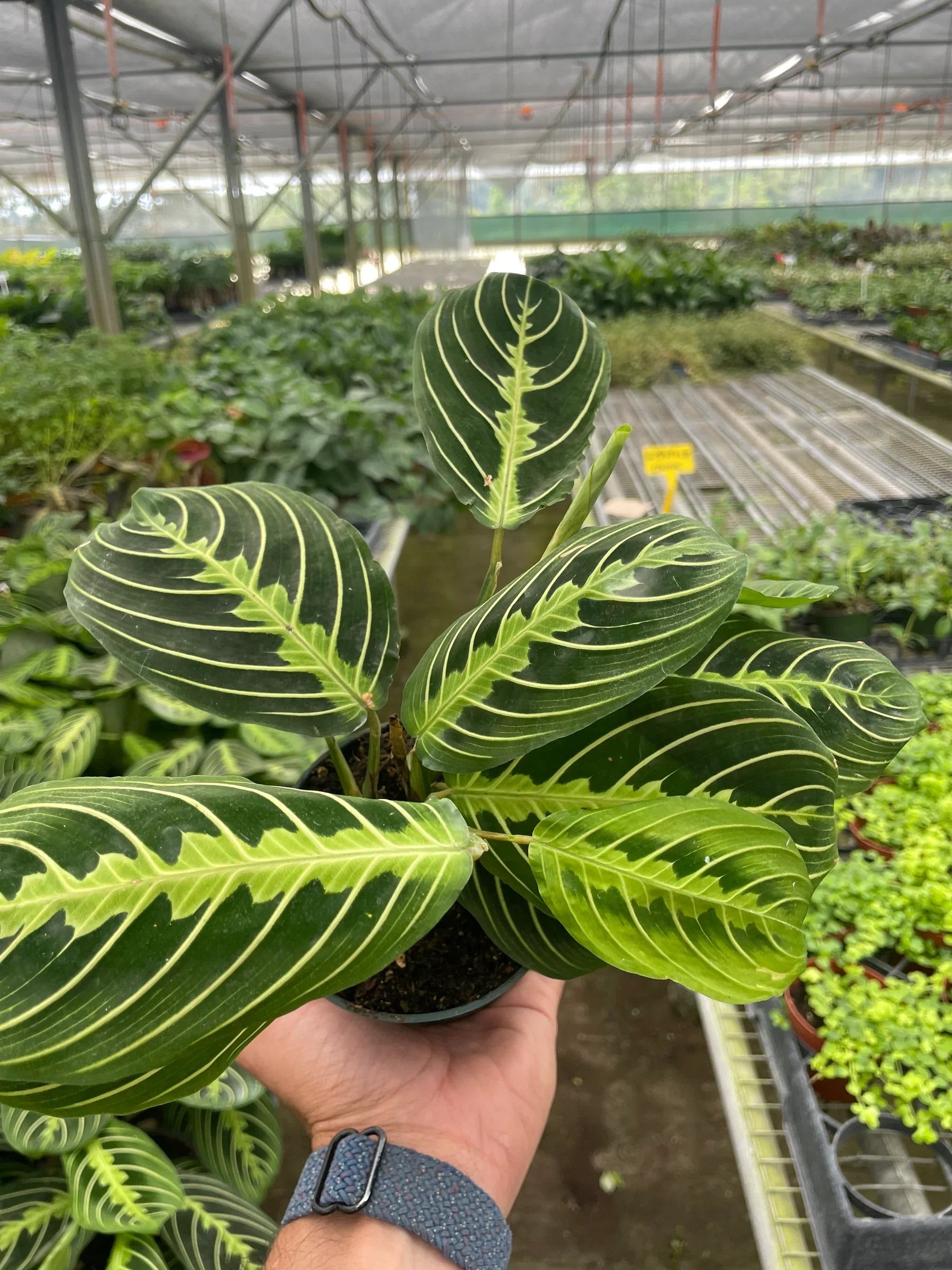Hand holding green potted plant with an indoor nursery in the background.