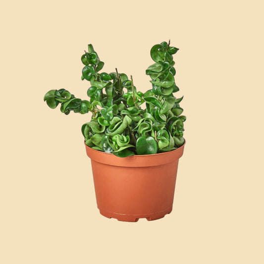 Potted plant with green twisted rope-like leaves.