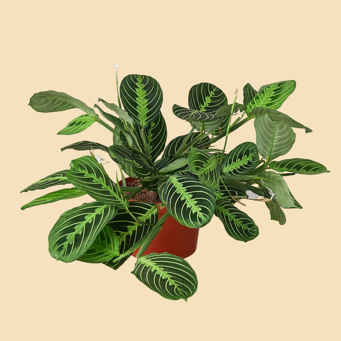 Maranta "Lemon Lime"