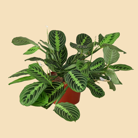 Maranta "Lemon Lime"